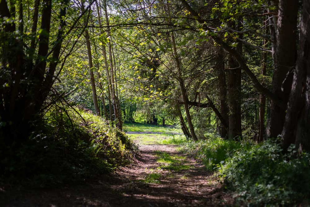 forêt