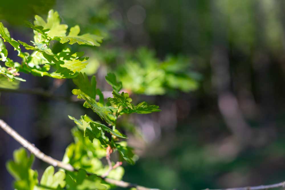 forêt