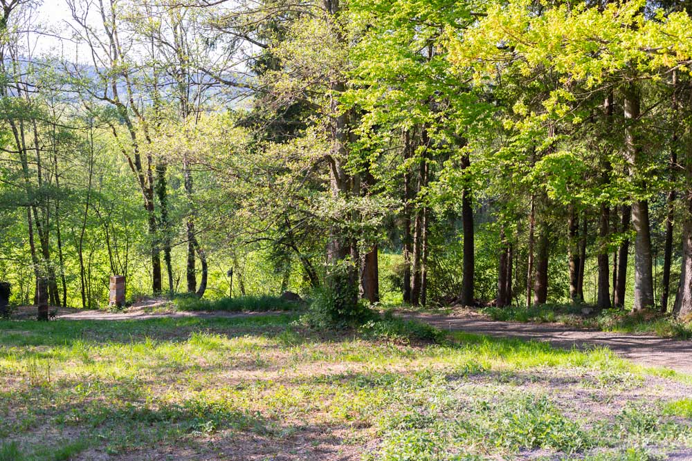 Forêt
